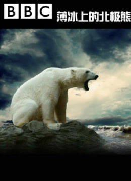 BBC：薄冰上的北极熊
