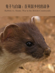 兔子与白鼬：在英国乡村的战争