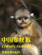 中国金丝猴