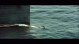 海豚也来凑热闹 跟游轮竞速