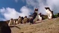 新西兰企鹅