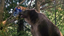 男孩和狗狗在森林里玩耍，为躲避黑熊攻击，慌忙爬到树上！
