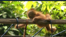 红毛猩猩学习攀爬，知道生存背后的真相后，令人泪目