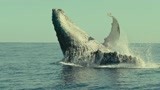 露脊鲸也太漂亮了吧我的天！   就是个几吨重的可爱鬼！