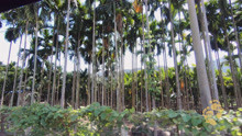 出发海南尖峰岭国家森林公园  第一次见槟榔树 品尝半山腰姜糖水