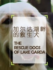 加尔达湖畔的救生犬