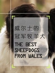 威尔士的冠军牧羊犬