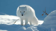 其实颜值最高的动物在北极，北极熊，白狐与白鹰就是颜值担当