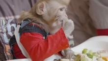 女子收养6只猴子，穿尿不湿教手语，家中成了动物园！