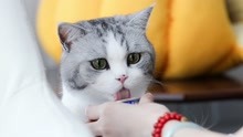 [图]小奶猫即将到家，铲屎官疯狂拆快递置办新家当，片尾小猫视频曝光