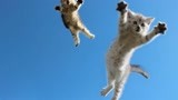 猫咪智商下线的时候是什么反应？
