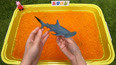 带你认识海洋里的锤头鲨玩具