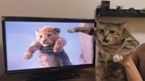 不要欺负我这只大猫