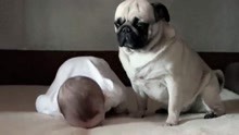 宝宝摔倒在地毯上，下一秒狗狗神模仿，画面笑喷爸妈