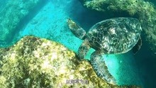 在台湾最温暖海域小琉球与海龟一起潜水 是一种什么样的体验？
