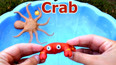 教你认识可爱红色螃蟹玩具