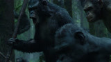 猩球崛起2：猩猩中枪倒地，凯撒及时赶到却放了他们一条生路