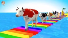 为孩子们了解动物，用色彩斑斓的可爱的动物牛学习颜色，超级好玩
