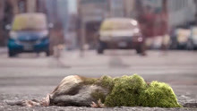 影视：一只腐烂的老鼠，尸体上细菌急速繁衍，腐蚀了整个地球