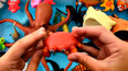 教你认识在近海附近生活的螃蟹玩具
