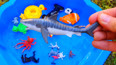 教你认识海洋中生活的鱼类鲨鱼玩具