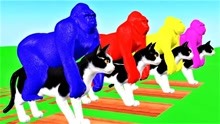 黑猩猩骑猫过河变色