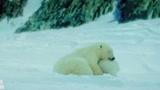 北极大冒险：北极熊母子团聚后，卢克和妈妈也温馨的团聚了