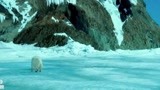 北极大冒险：男孩终于将小北极熊送回家，真的是太感动了