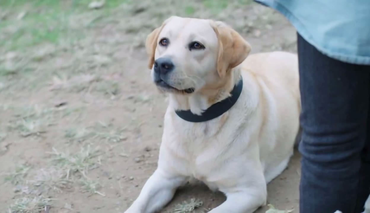 警花与警犬的狗 樱桃图片