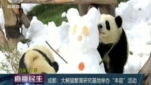 成都:大熊猫繁育研究基地举办“丰容”活动