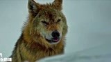 血狼犬：山上有雪狼，万恶的偷猎者竟一枪打中雪狼，太残忍