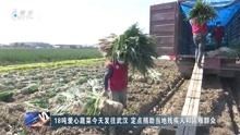 18吨爱心蔬菜今天发往武汉 定点捐助当地残疾人和困难群众