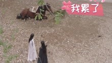 《两世欢》NG花絮：罢工的马儿