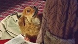 血狼犬：小女孩看小狗可怜，将狗狗装进书包偷偷带回家！