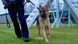 一条狗的使命：贝利重生变成警犬，破获了这么多的大案子！