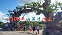 [图]值130万的天价荔枝树王，树龄800年，小池受邀吃1300年的荔枝果实