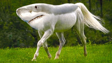 鲨马特？大白鲨与马的结合，五个最令人震惊的动物突变！