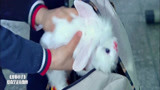龙拳小子：林秋楠爱心十足，上学都要带着百万小兔子，人小鬼大！