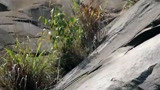 山上盖房的困难 挖土机现场作业！