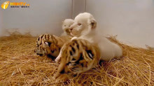 饲养员不嫌事大，将虎宝宝和白狮宝宝放一起，它们马上就开始互掐