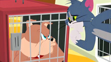 新猫和老鼠：汤姆自己逃出了笼子，让斯派克十分嫉妒和不满！