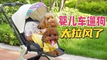 用婴儿车推着狗狗遛弯儿，也太拉风了吧！