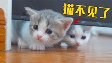 [图]小奶猫一夜之间集体失踪，看了监控，居然是猫妈干的！