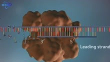 3D动画演示：DNA的复制过程