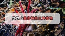 [图]世界上最奇特的三种植物，果子还分雌雄，看完让人脸红心跳