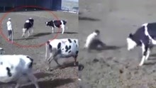 男子惹到公牛惨遭顶撞 牛角拖地上来回摩擦 奶牛群被惊动反应亮了