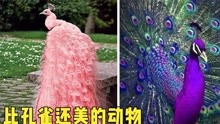 [图]世界上最美丽的6种动物，孔雀有你从未见识过的美貌？