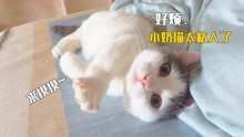 [图]自从出差回来后，小奶猫就一直粘着我，上厕所也跟着！