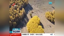 [图]内蒙古两树林现“心心相印”景观