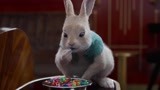 比得兔2：小兔子偷吃糖果，好吃到跺脚脚，简直太可爱了